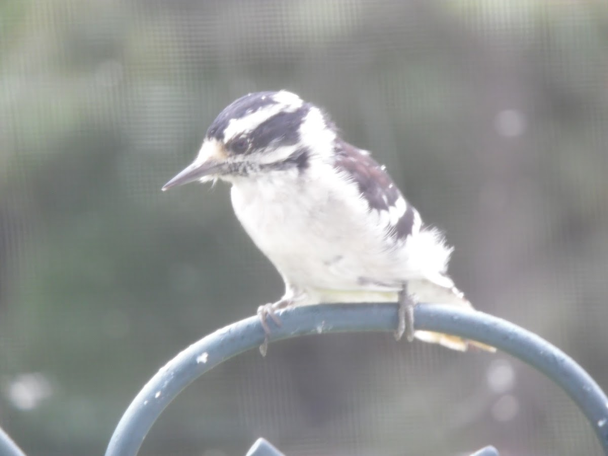 Downy woodpecker (female)