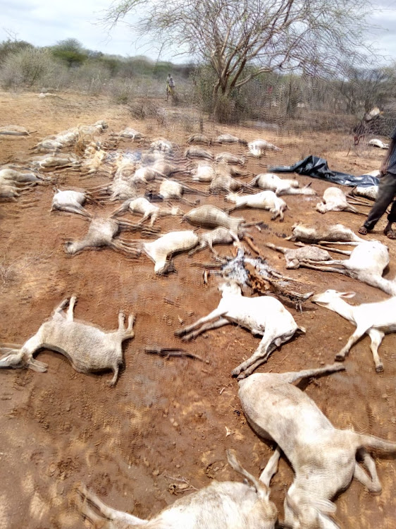 Scattered herd of goats that succumbed to heavy downpour and flooding in Gither ward, Mandera West subcounty, on Thursday evening.