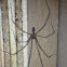 Longbodied cellar spider