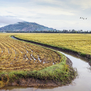 Canal in the fields