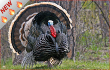 Turkey HD Wallpapers Animal Theme small promo image