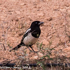 Magpie; Urraca