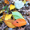 American Beech