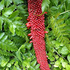 Anthurium plowmanii