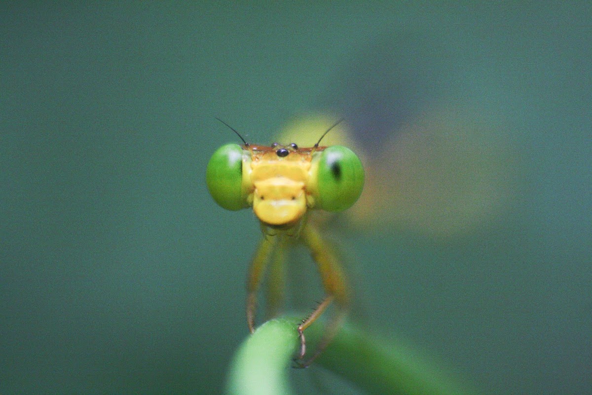 Coromandel Marsh dart