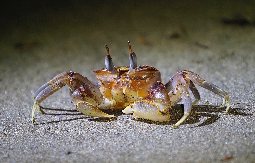 Cangrejo fantasma (Painted ghost crab)