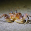 Cangrejo fantasma (Painted ghost crab)