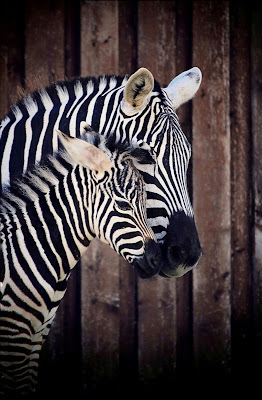 Madre natura  di SebastianoIozzia-Photographer