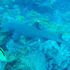 Whitetip reef shark