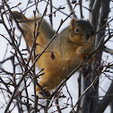 Fox squirrel