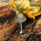 Mycena Mushroom