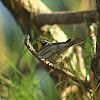 Yellow-throated Warbler