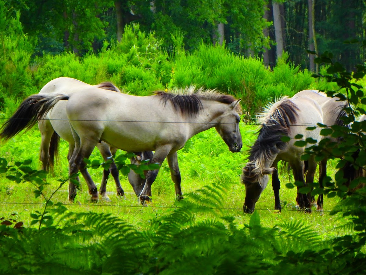 Konik Horses