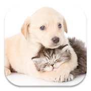 Cat and Dog Live Wallpapers  Icon