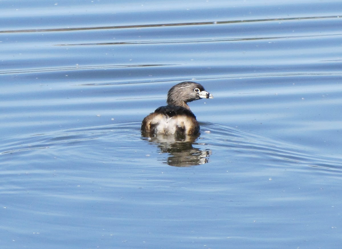 Pied-billed grebe