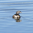 Pied-billed grebe