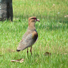 Southern lapwing