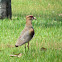 Southern lapwing