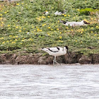 Avocet