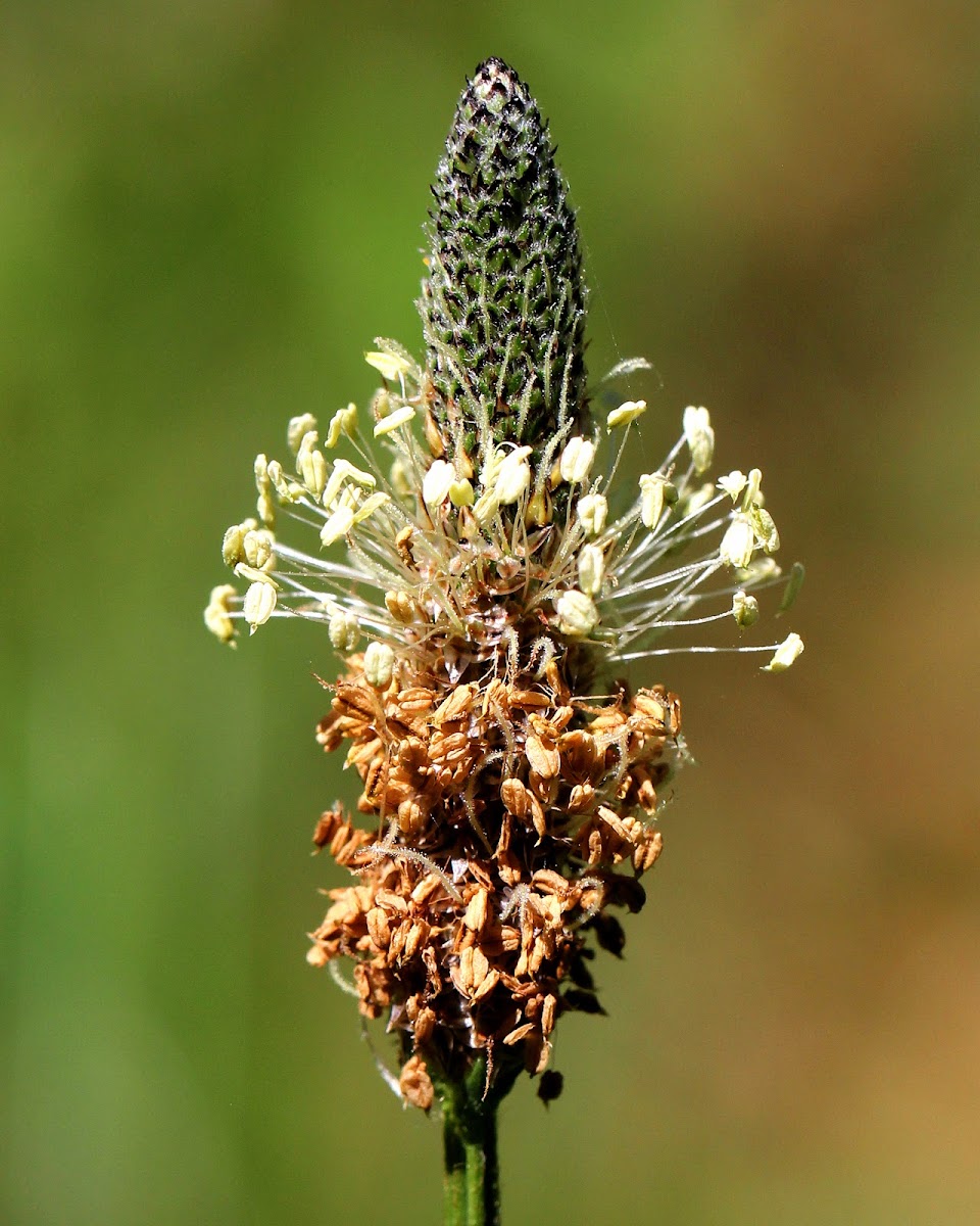 English Plantain