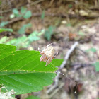 Spotted Orbweaver