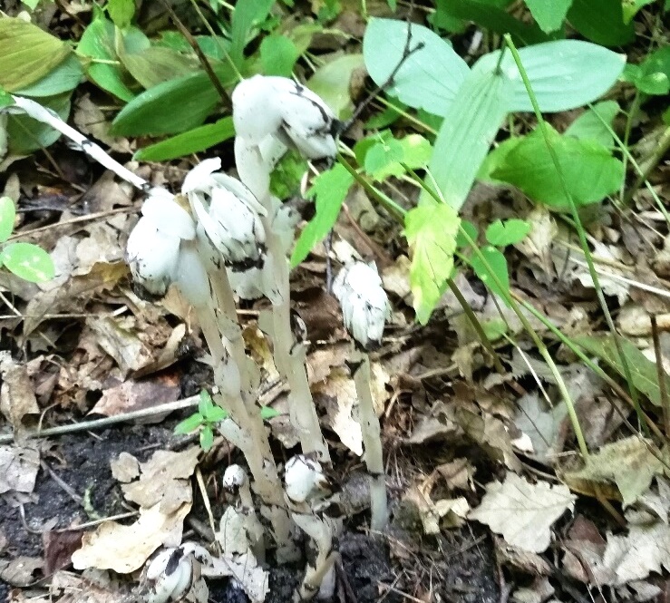 Indian Pipe