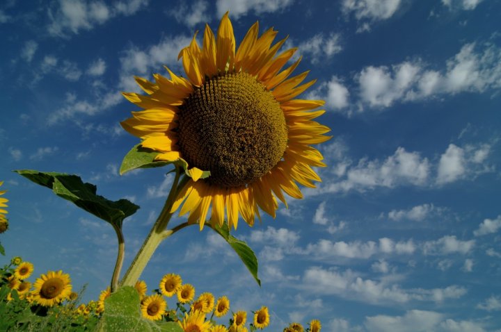 E come un Girasole... di GUFOPICA