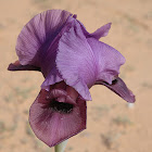 Negev Iris