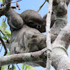 Brown-throated 3-toed Sloth