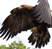 Golden Eagle in flight.