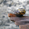 garden snail