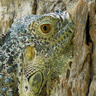 Green Iguana