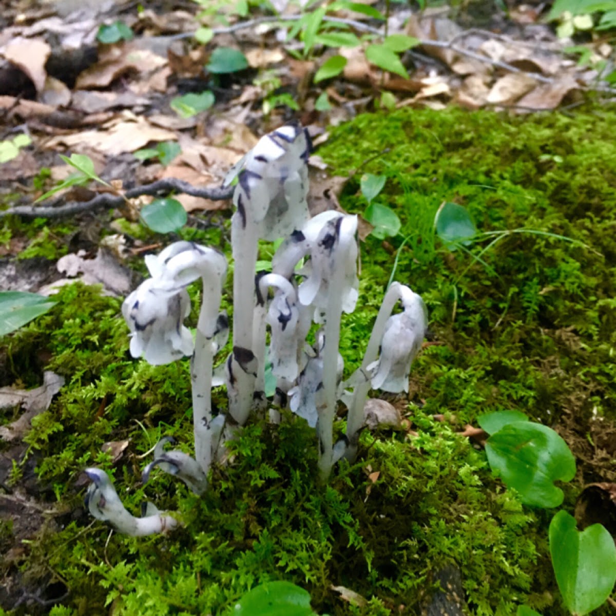 Indian pipe