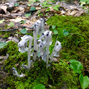 Indian pipe