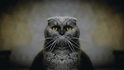 Owl my cat !!!