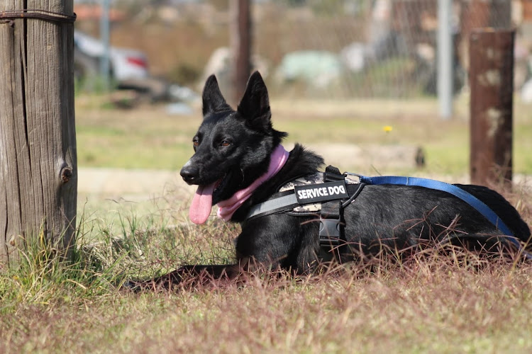 Storm the sniffer dog alerted the neighbourhood watch team to a man with an illegal firearm inside a fuel station shop.