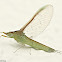 Small Minnow Mayfly