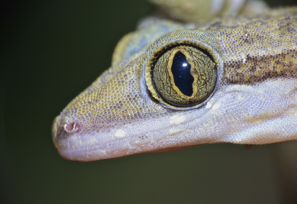 Yoshi's Bent-Toed Gecko