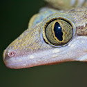 Yoshi's Bent-Toed Gecko