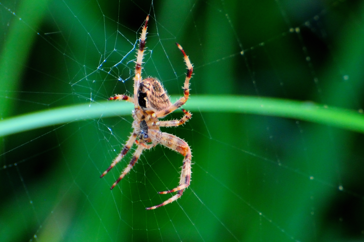 European Garden Spider; Araña de jardín