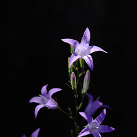 Lobelia di 