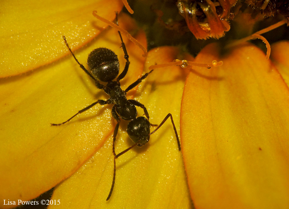 (Eastern) black carpenter ant