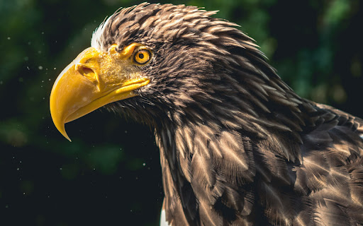 Majestic Eagle Gazes Into the Distance with screenshot 2