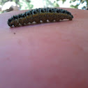 Cabbage white-caterpillar