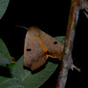 Erebid Moth