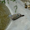 emerald spotted wood dove