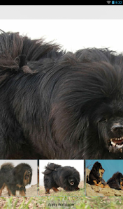 Tibetan Mastiff Theme - Nova screenshot 10