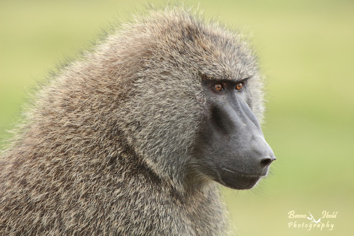 Baboon