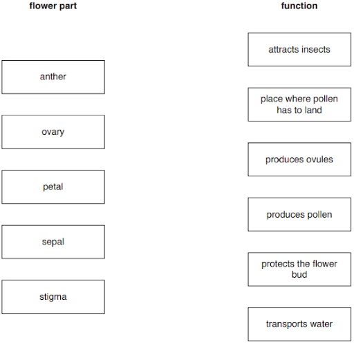 Names Of Flower Parts The Bo