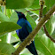 Lesser blue-eared glossy starling